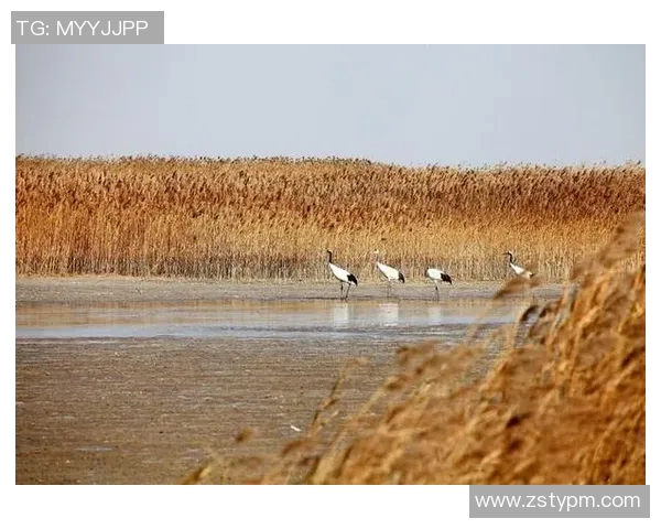 塔什干棉农与萨德的较量:一场关于农业与科技的深度对话 塔什干棉农与萨德的较量:一场关于农业与科技的深度对话